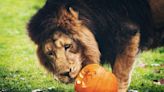 Zoo Animals Go Viral for Their Take on the TikTok Pumpkin Head Challenge