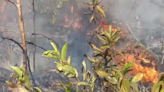 Incendios forestales en Pinar del Río: uno permanece activo y otro bajo control