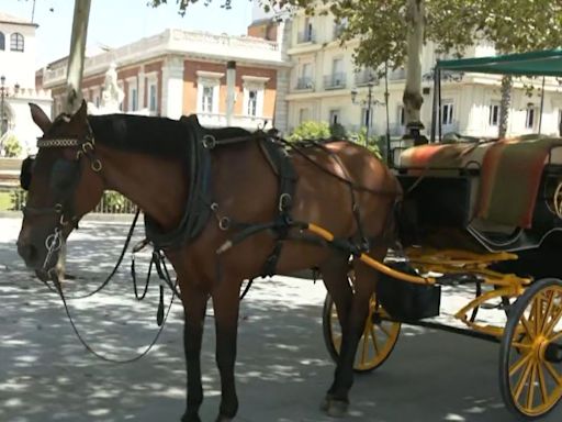 Olas de calor en Sevilla: pausas a mediodía y más fuentes para proteger a los caballos de las calesas