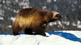 Wolverines receive protection under Endangered Species Act as climate change threatens their habitat