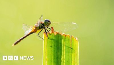 Wicken Fen dragonflies thriving at newest nature 'hotspot'