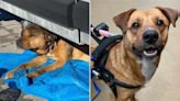 Dog Paralyzed After Hit-and-Run Wags His Tail Again With Support from New Family (Exclusive)