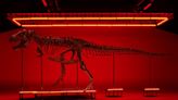 More than half 'original bone material': See the T. rex skeleton that could fetch $8 million