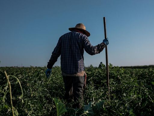 Judge grants temporary halt in UFW's unionization of Wonderful Co. nursery workers