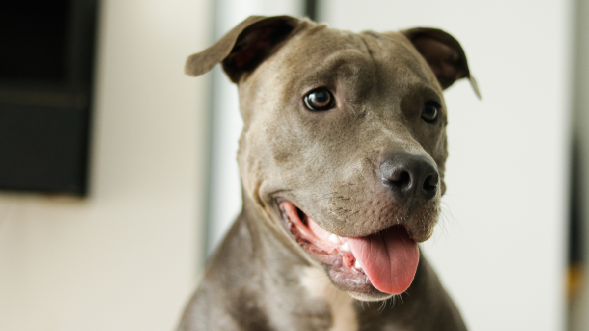 Dog Mom's Trick for Calming Nervous Pit Bull Is Full of Literal Sweetness