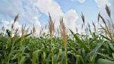 Cultivadores de maíz y trigo piden apoyos para comercialización de próximas cosechas