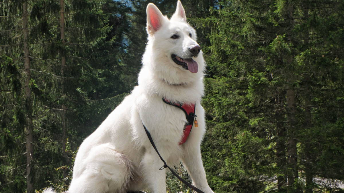 Happy White German Shepherd Is Living Her Best Life Splashing in Public Fountain