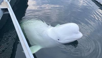 La ballena beluga Hvaldimir acusada de ser espía, fue encontrada muerta con solo 5 años de edad