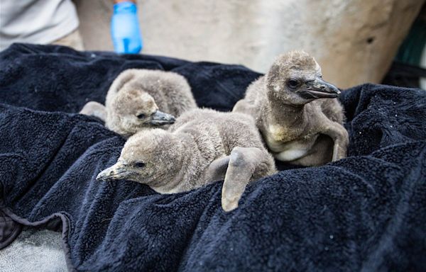 Santa Barbara Zoo welcomes three new Humboldt baby penguins