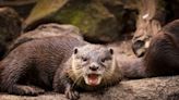 Rabies detected in South Florida otter, health officials say