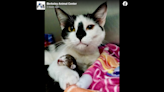 Mama cat experiencing tragic loss steps in to help motherless kittens at SC shelter