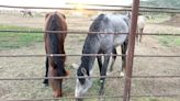 Horses confiscated during neglect investigation now available for adoption