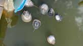 Maryland DNR faces lawsuit over horseshoe crab deaths. All to know