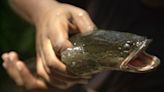 Invasive snake-like fish spotted for fourth time in Missouri