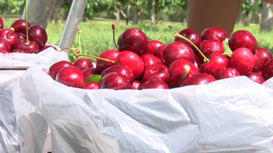 Door County’s cherry season is underway with hundreds of visitors