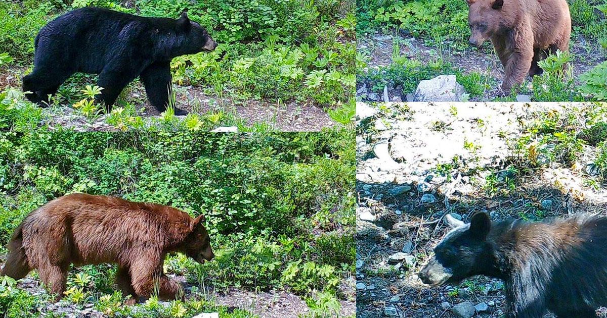 How to tell North Cascades bears apart as grizzlies return, and what to do if you encounter one