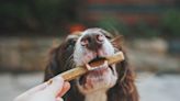 15 Highest Quality Dog Food To Keep Your Pup Happy and Healthy