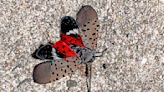 Colorful spotted lanternfly just one more thing to make us see red