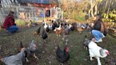 Like eggs, but not at $6 a dozen? Is a backyard coop the way to beat eggflation?