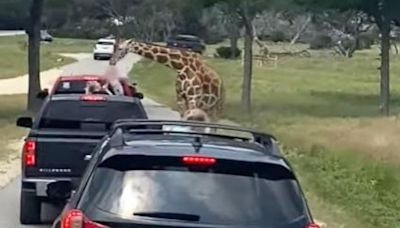 Family speaks out after giraffe picks up toddler in heart-stopping video