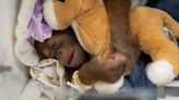 Baby orangutan at Busch Gardens named by the public