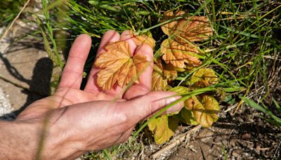 Eight new shoots emerge from Sycamore Gap stump