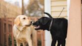 Adorable Labradors Visit Grandma and Get Positively Spoiled in Priceless Video