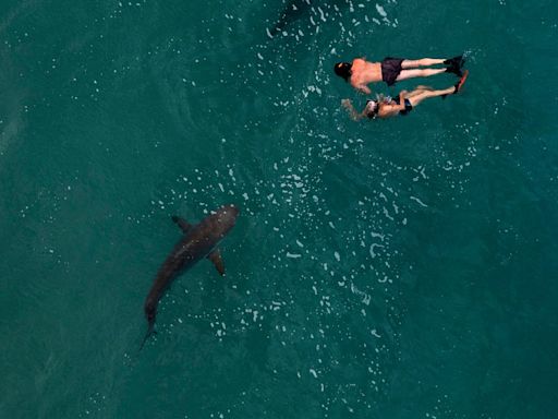 Tiburón ataca a cuatro bañistas en la Isla del Padre Sur en Texas - El Diario NY