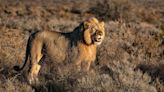 Lion with amputated leg swims record-breaking distance for ‘female partner’