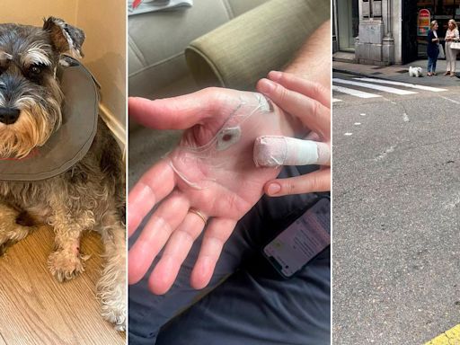El dueño de la mascota atacada por un perro peligroso en Gijón: 'Pensé que me lo mataba'