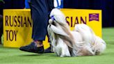 Comet the Shih Tzu is top Toy at Westminster Kennel Club Dog Show