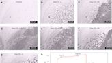 Researchers develop high-energy-density aqueous battery based on halogen multi-electron transfer