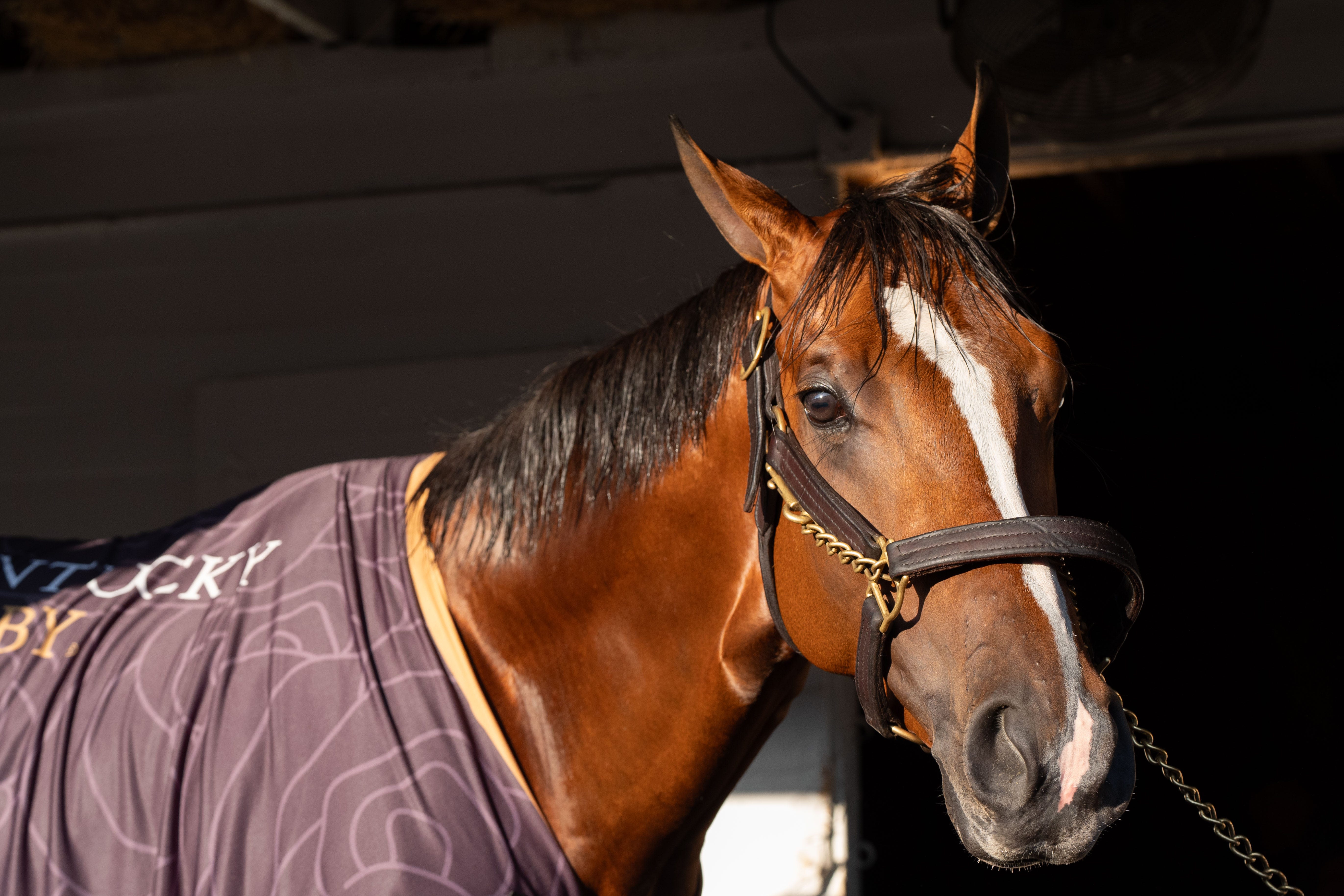 Who will run in Preakness 2024? Mystik Dan and others who could be in field at Pimlico