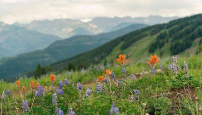 This Colorado Mountain Town Is Home to Some of the Best Wildflowers Blooms in the State — Here's How to See Them