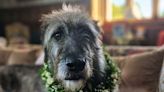 Wolfhound who greets guests at Sligo hotel is the county’s entry in the Nose of Tralee contest