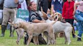 Best pictures as thousands flock to Scone Palace for Scottish Game Fair