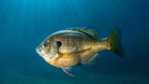 Sunfish vs Bluegill Identification Guide