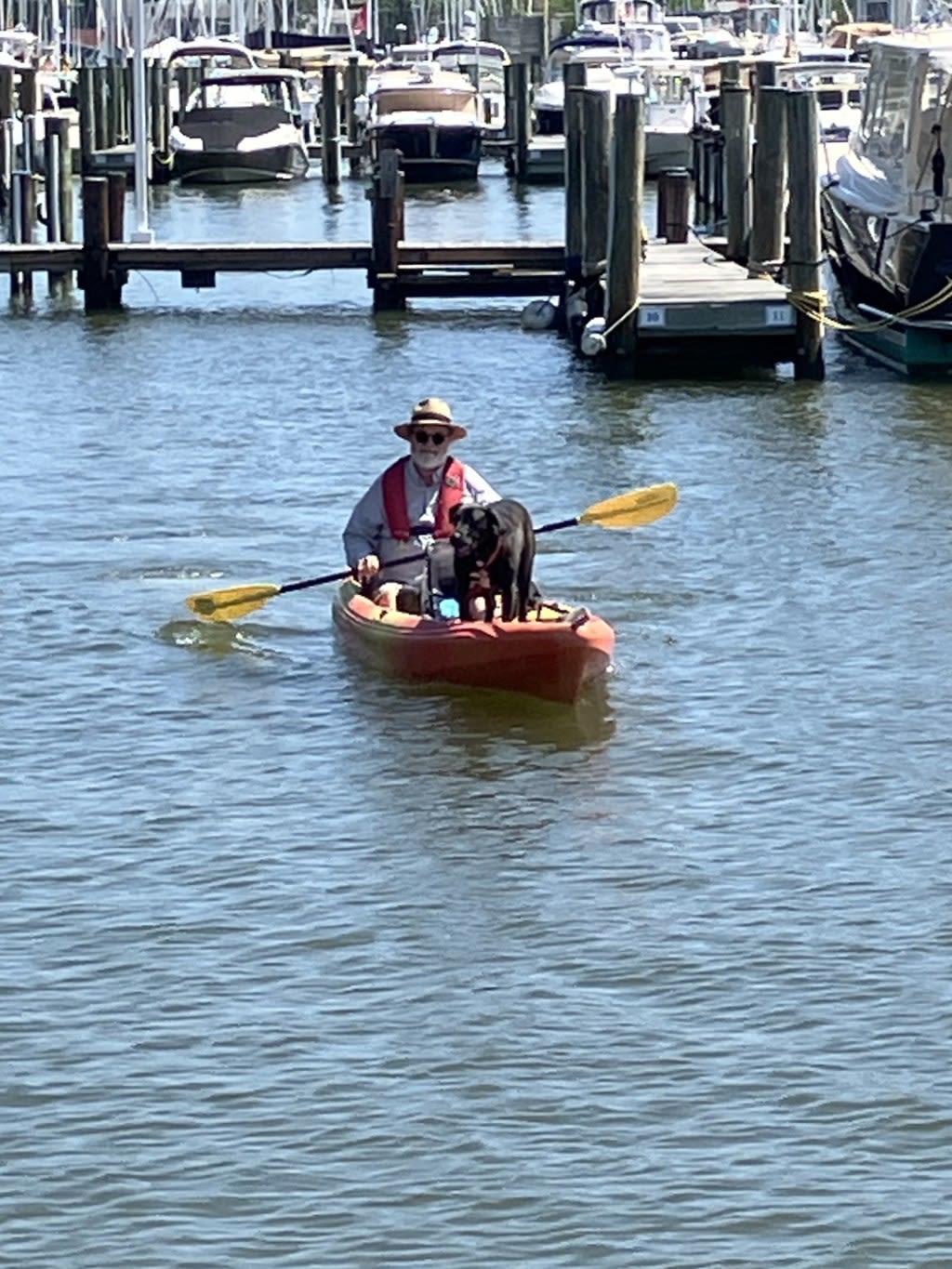 Jeff Holland: Kayaking the Back Creek and its quiet coves, a paddler can find repose