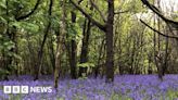 Brighton: Hundreds of infected trees to be cut down in park