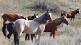 Wild horses to remain in North Dakota's Theodore Roosevelt National Park, lawmaker says