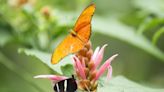De ganadero a "granjero" de mariposas, el nuevo negocio ecológico emergente en Panamá