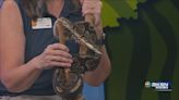Wild Side: Sedgwick County Zoo brings in ball python