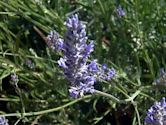 Lavandula latifolia