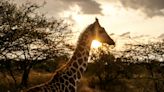 Giraffes bring peace to Kenyan communities once at odds