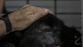 Ola de calor, causa más probable de la muerte de monos aulladores en México