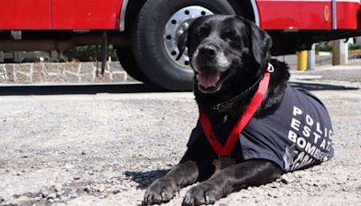 Despiden con honores a ‘Dana’, agente canina rescatista de bomberos en Puebla