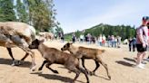 Leavenworth Reindeer Farm grows to 42 with 11 babies