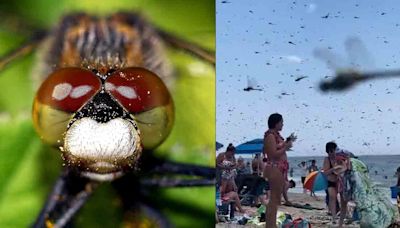 Enjambre de libélulas protagoniza escena ‘apocalíptica’ y sorprende a bañistas en playa de Rhode Island
