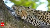 Woman fights off leopard to save mother-in-law in Uttarakhand | Dehradun News - Times of India