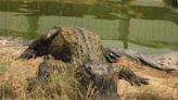 Alligators in Michigan? Sanctuary near Battle Creek provides haven for reptiles with backstories